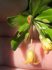 Pittosporum roimata