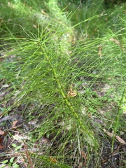 Equisetum telmateia
