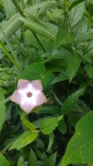 Polystemma guatemalense