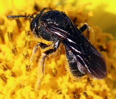 Protandrena aethiops