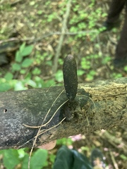 Xylaria longipes