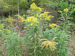 Solidago altissima