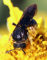 Protandrena aethiops
