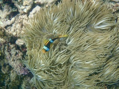 Heteractis