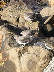 Calidris virgata