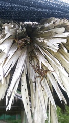 Ancistrocercus circumdatus