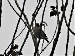 Coccothraustes coccothraustes