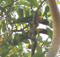 Trichoglossus capistratus