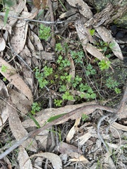 Xanthosia dissecta