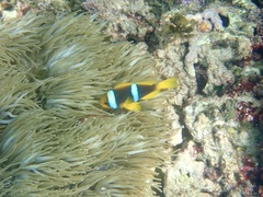 Heteractis