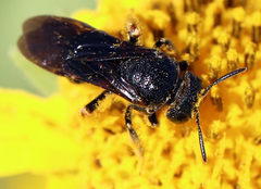 Protandrena aethiops
