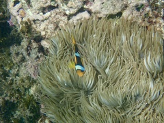 Heteractis