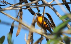 Chlorophonia elegantissima