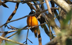 Chlorophonia elegantissima