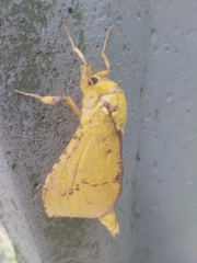 Aenetus virescens