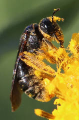 Protandrena aethiops