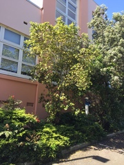 Pittosporum roimata