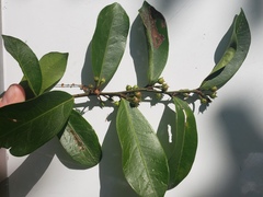 Lyonia lucida