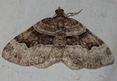 Xanthorhoe lacustrata