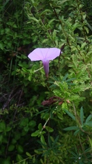 Ipomoea ternifolia ternifolia