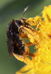 Protandrena aethiops