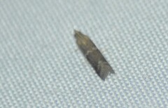 Moodna ostrinella