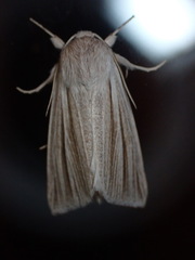 Acronicta insularis