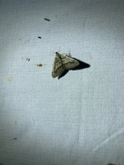 Digrammia continuata