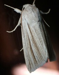 Acronicta insularis