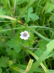 Geranium seemannii