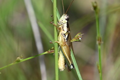 Paroxya atlantica