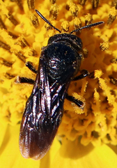 Protandrena aethiops