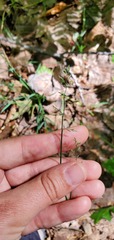Poa compressa