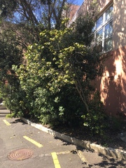 Pittosporum roimata