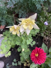 Aquilegia longissima