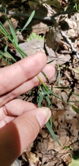 Poa compressa