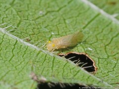 Xanthocaecilius sommermanae