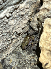 Eleutherodactylus marnockii