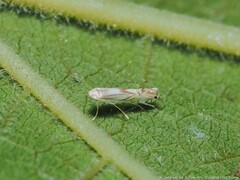 Phyllocnistis vitifoliella