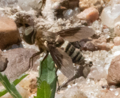 Exoprosopa brevirostris