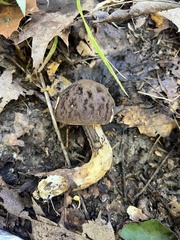 Leccinellum crocipodium