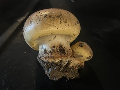 Cortinarius atkinsonianus