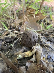Leccinellum crocipodium