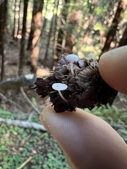 Strobilurus trullisatus