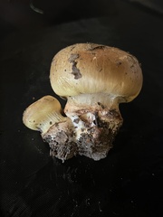 Cortinarius atkinsonianus