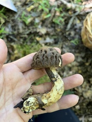 Leccinellum crocipodium