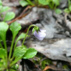 Viola sieberiana