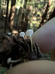 Strobilurus trullisatus