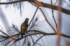 Pachycephala nudigula