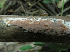 Steccherinum nitidum